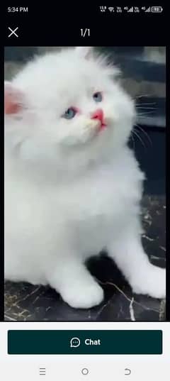 Persian beautiful Cat for sale/0320/69/30/694 my WhatsApp number