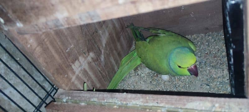 BREEDING RINGNECK PAIR FOR SALE 0