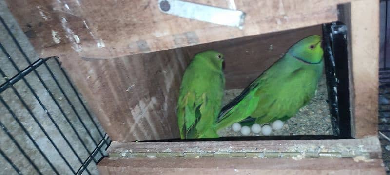 BREEDING RINGNECK PAIR FOR SALE 1