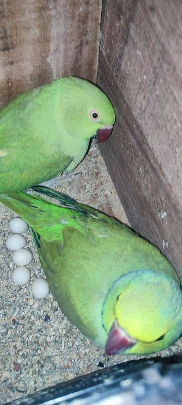 BREEDING RINGNECK PAIR FOR SALE 2