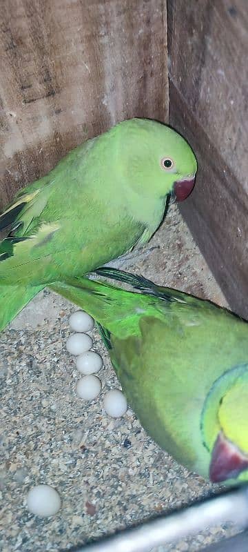 BREEDING RINGNECK PAIR FOR SALE 3