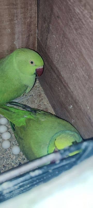 BREEDING RINGNECK PAIR FOR SALE 4