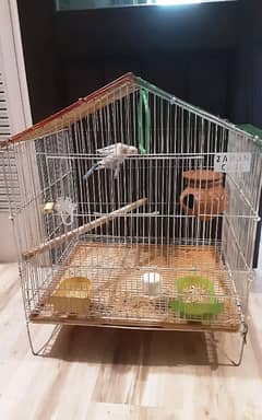 lovebird pair with cage and asesories