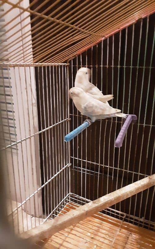 lovebird pair with cage and asesories 1