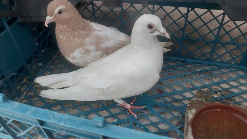 Pigeons 2 pair 1