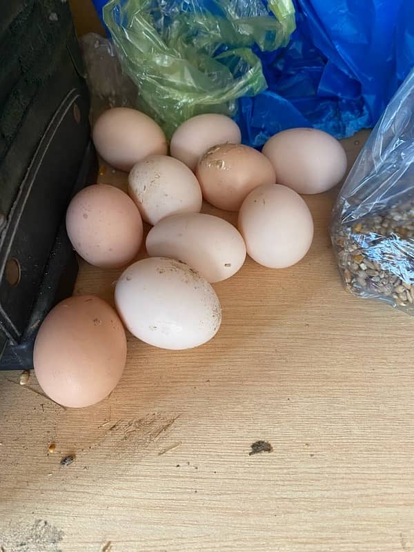 I am selling egg lying hens tmam andy dy rhi hn 1600 each pec 9