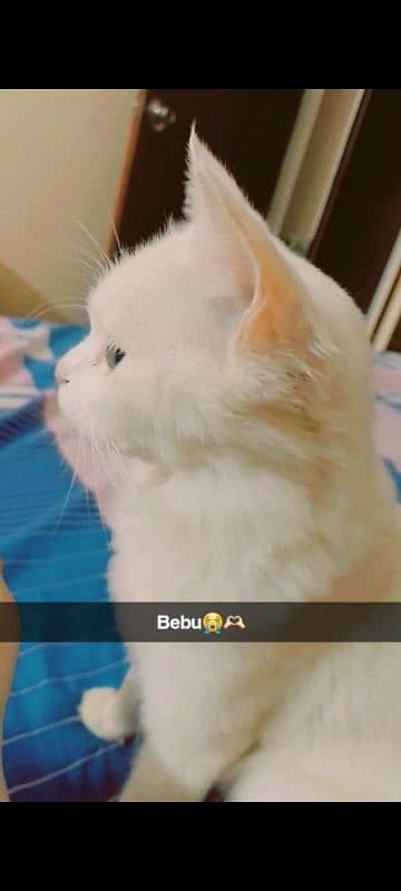 male Persian single coat kitten and female cat 7