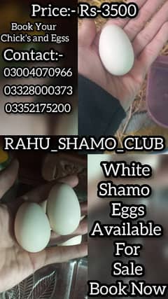 White o shamo eggs