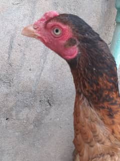 hen for sale urgent