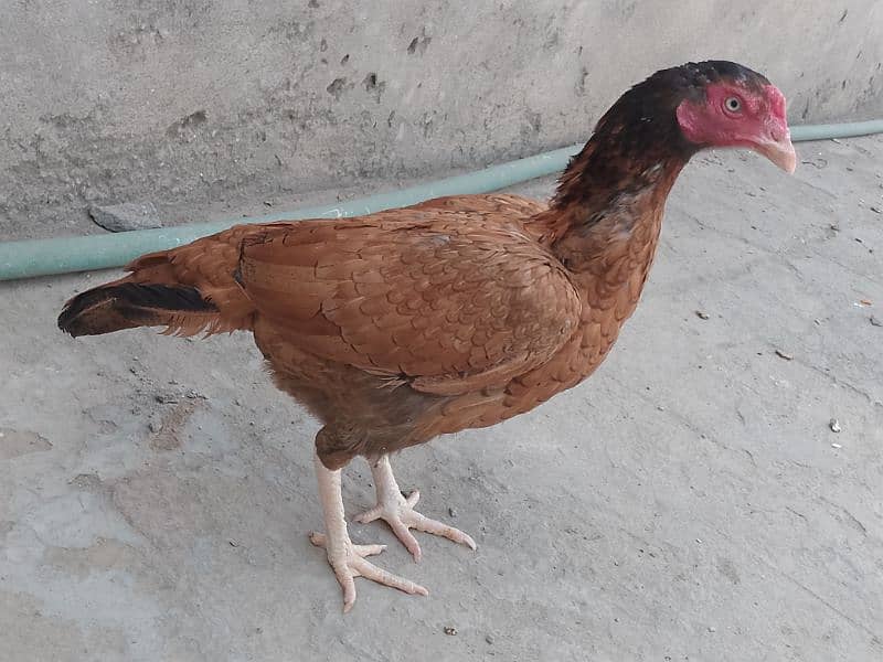 hen for sale urgent 1