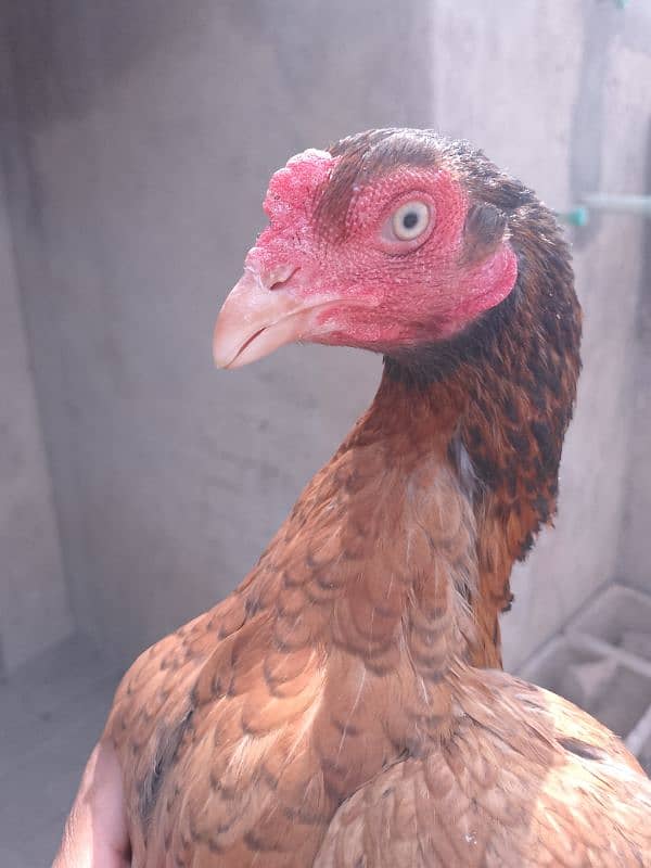 hen for sale urgent 3