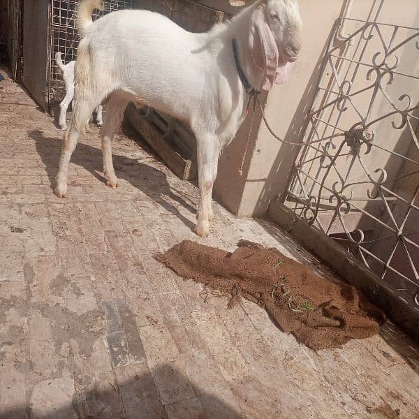 gulabi breeder Bakra 4danth good heavy body mast Bakra 8