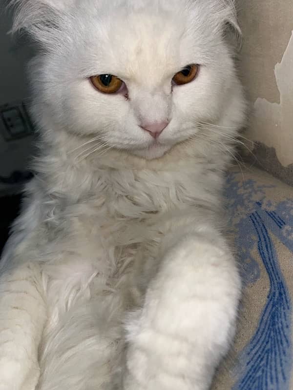 Persian Cat 0