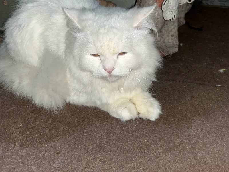 Persian Cat 1