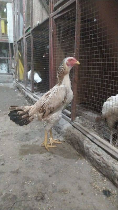 Egg Laying Pure Aseel Madi 0