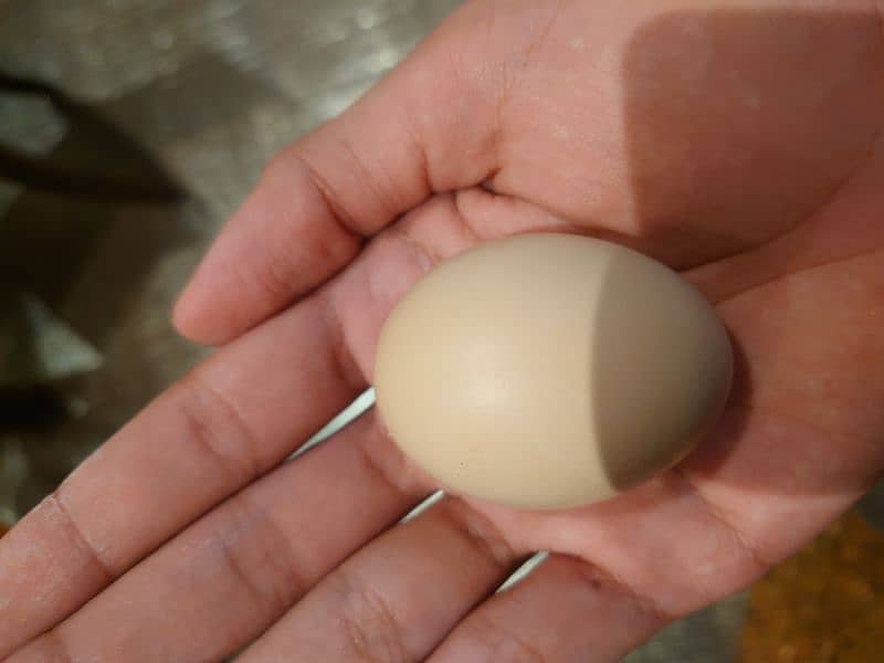 Egg Laying Pure Aseel Madi 1