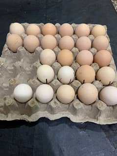 Eggs