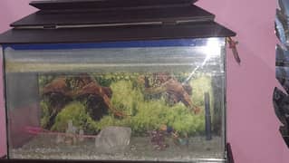 Fish aquarium with wooden stand