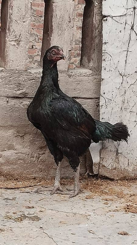 Pure Aseel Hens Pair 4