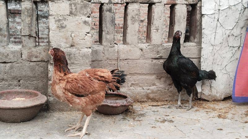 Pure Aseel Hens Pair 5