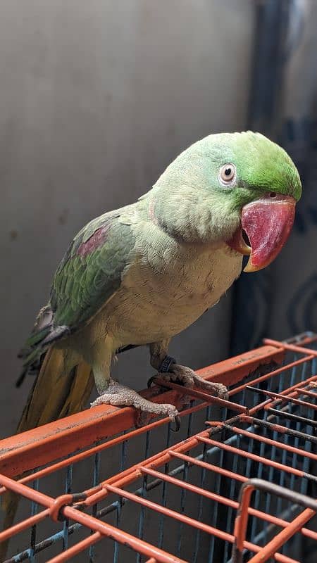 Alexandrine parrot | Pahari Toota | Hills parrot 1