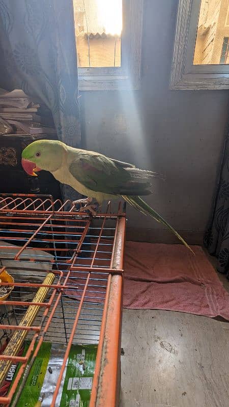 Alexandrine parrot | Pahari Toota | Hills parrot 2