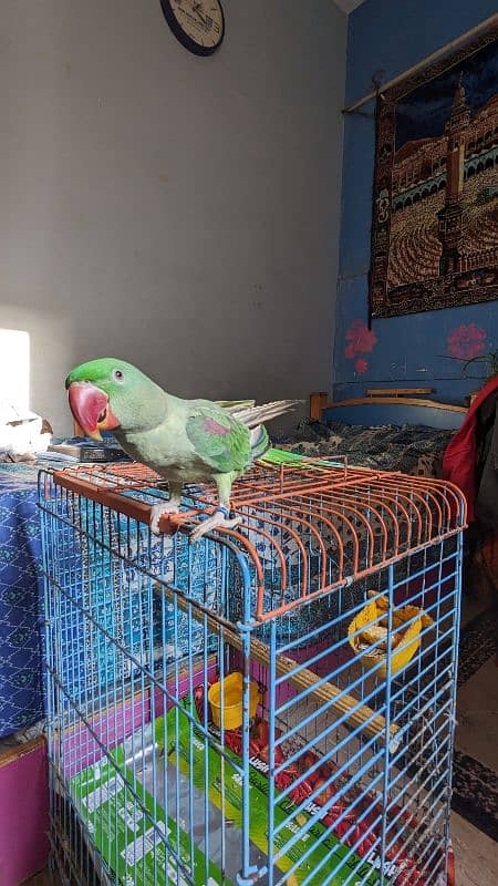 Alexandrine parrot | Pahari Toota | Hills parrot 3