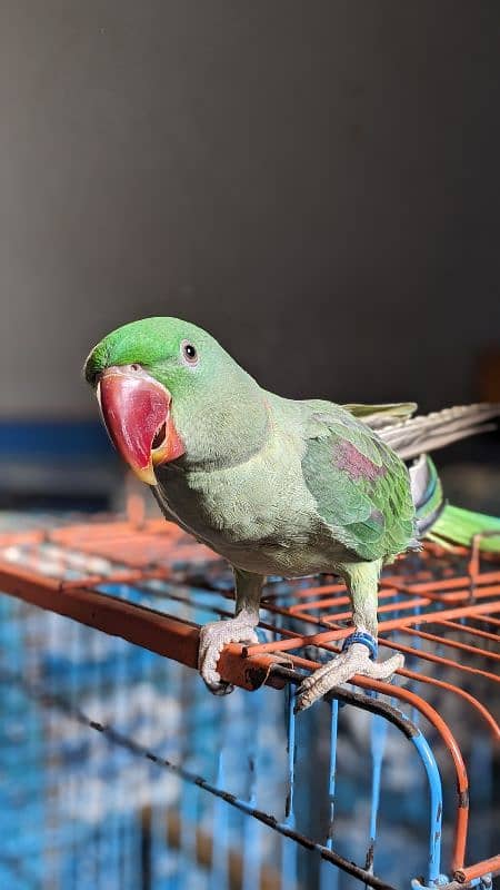 Alexandrine parrot | Pahari Toota | Hills parrot 4