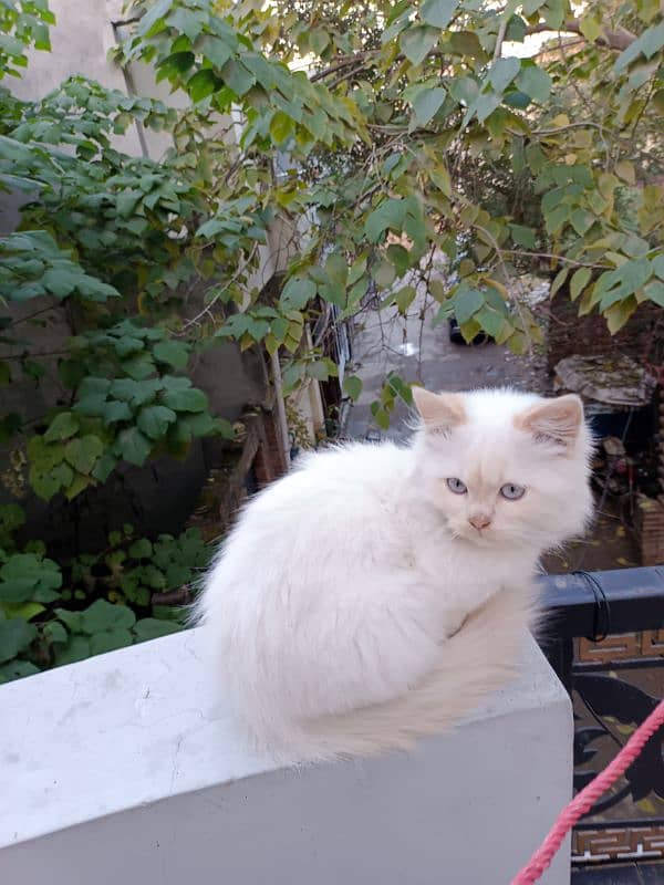 Persian triple coat kitten 0