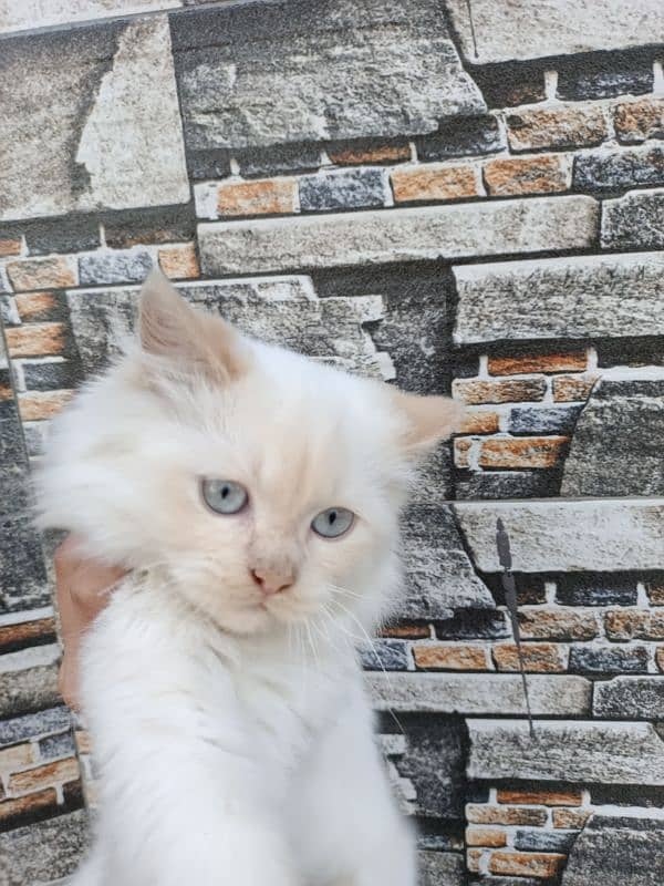 Persian triple coat kitten 8