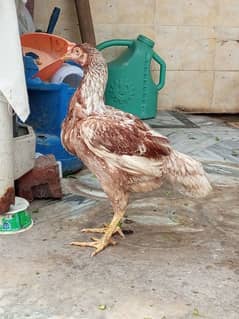 Aseel Hen For Sale,