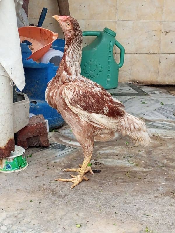 Aseel Hen For Sale, 1