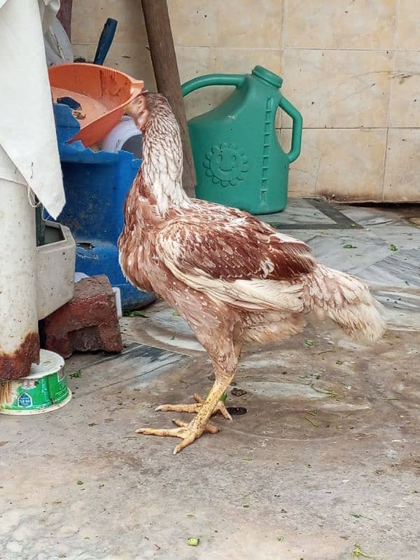 Aseel Hen For Sale, 2