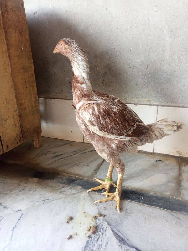 Aseel Hen For Sale, 4