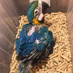 blue macaw parrot chicks for sale03462738809