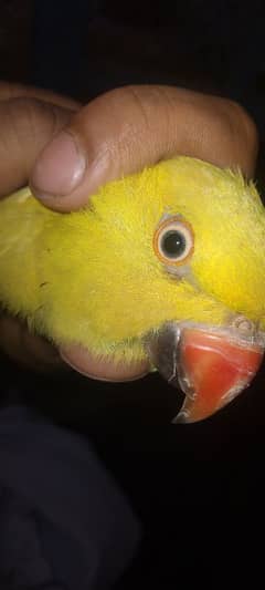 yellow Ring neck