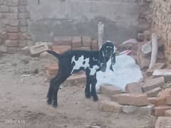 bakra