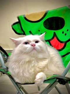 It is a 8 months Trained persian Cat