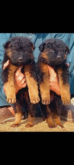 German shepherd dubal cout pair 2 mahnt for sale