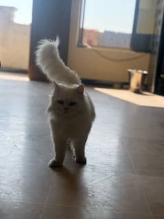 semi pounch Persian cat