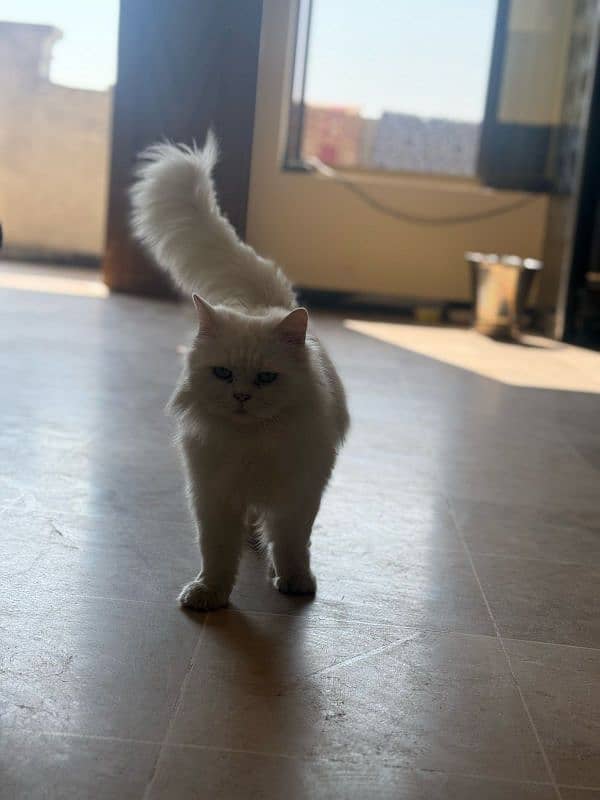 semi pounch Persian cat 0