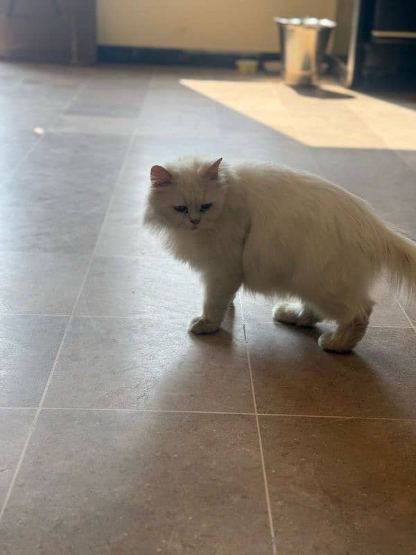 semi pounch Persian cat 2