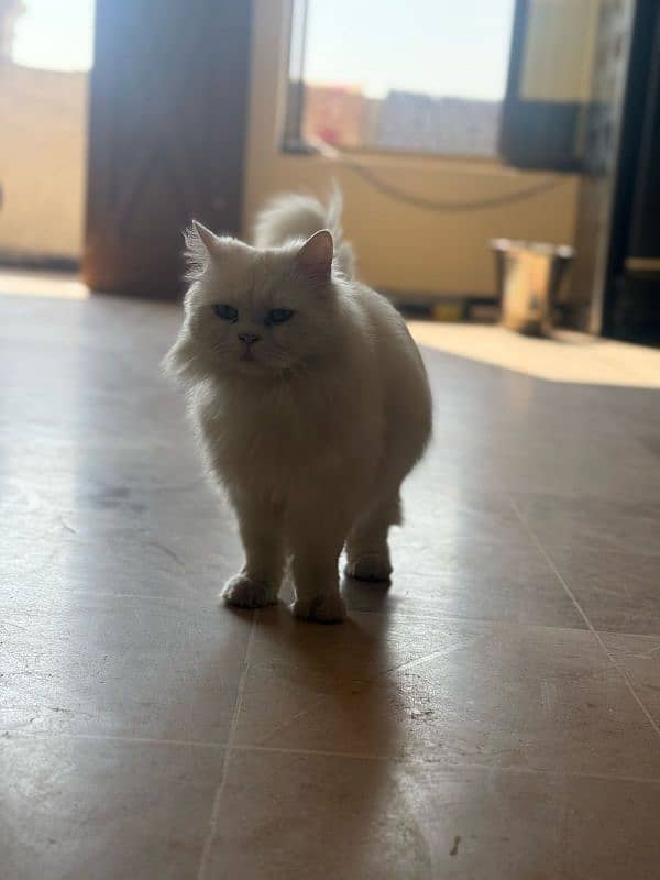 semi pounch Persian cat 3