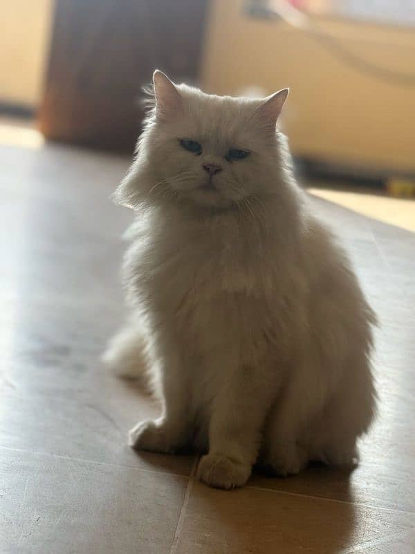 semi pounch Persian cat 4