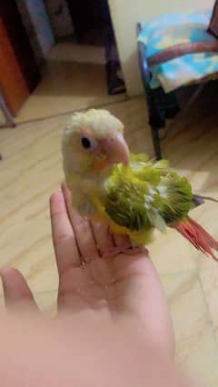 pineapple conure