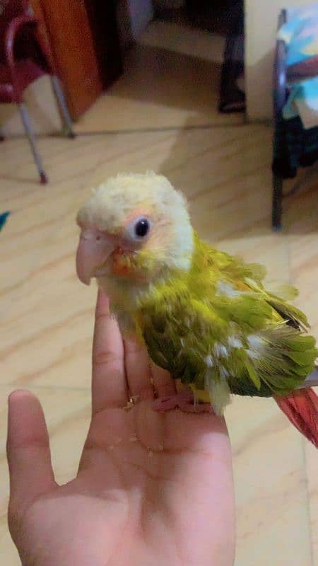 pineapple conure 1