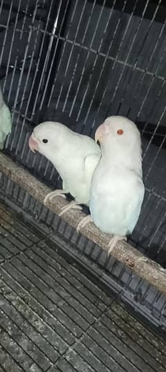 albino pair