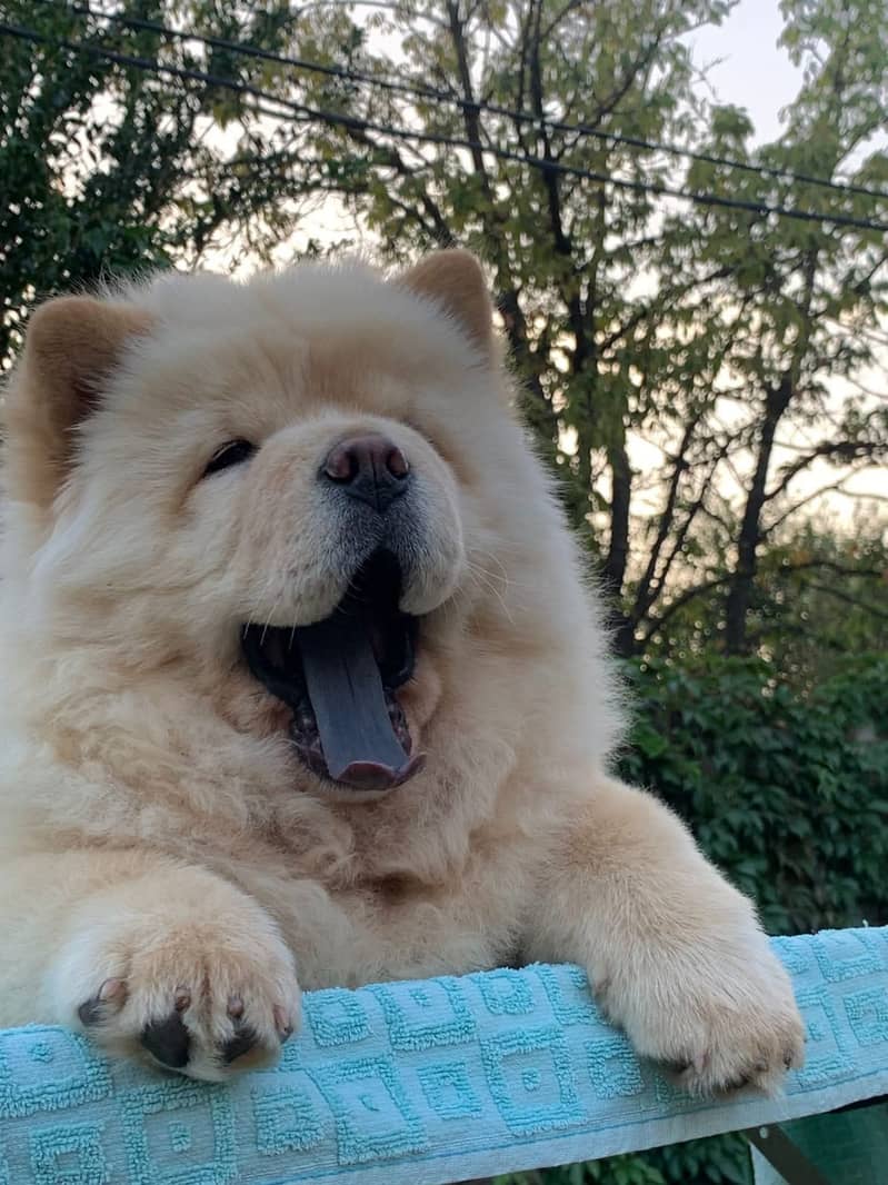 Chow chow Puppy for sale 3