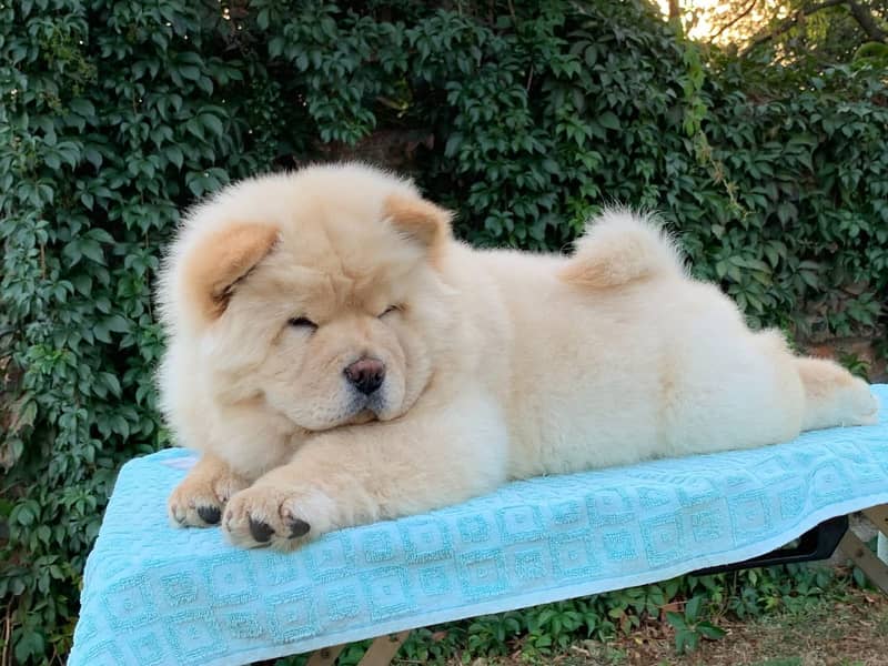 Chow chow Puppy for sale 4