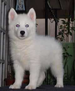 white Siberian husky | white husky puppy | Dog